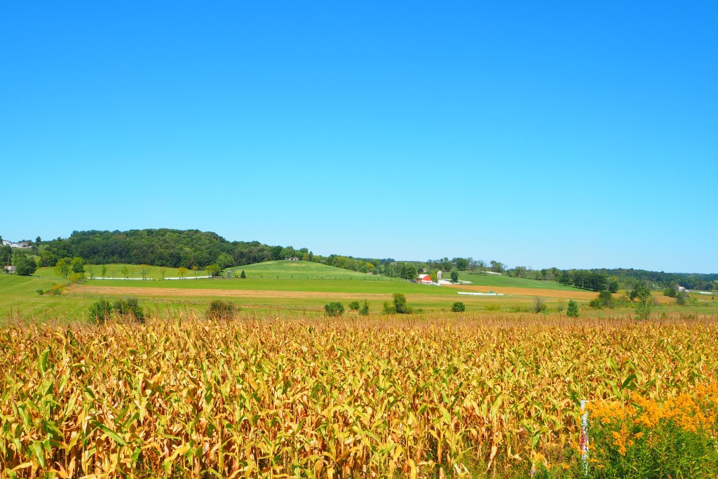 アーミッシュはどんな職業についている？ アーミッシュの暮らし Down to Earth アーミッシュ文化体験記