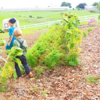 赤ちゃんもお母さんもおばあちゃんも同じ形 アーミッシュのワンピース アーミッシュの暮らし Down To Earth アーミッシュ文化体験記